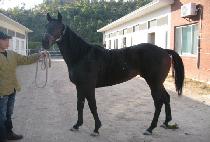 ��� (SYOUNAI) ����