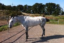 �ǹ�Ÿ�̰� (SILVER TIGER) ����