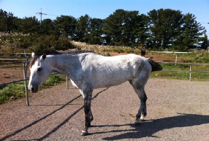 �ǹ�Ÿ�̰� ����