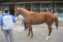 �������� (BEONGAEDORI) ����