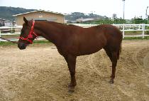 �㽬�㽬 (HUSH HUSH) ����