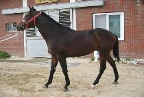 ���̽����� (RACE YEONGUNG) ����