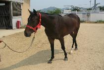 �ڸ���ĭ (CORSICAN) ����