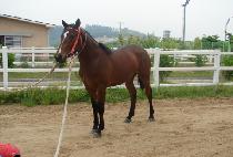 �ѹ̾���� (ROLL ME AWAY) ����