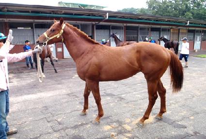 ��Ȳ�� ����