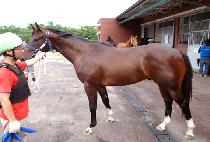 ��Ʈ���� (BOLT RUNNER) ����