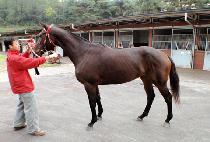 ����� (BIG BIRD) ����