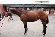 ������ (JISUSA) ����