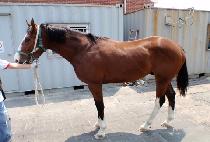 ŷ���귣�� (KING OF LAND) ����