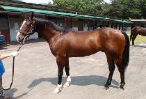 ������� (GIGOMANJANG) ����