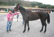 ���޸��� (MAKDALLIRA) ����