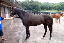 ���ڷ�����Ÿ (ECOROOF STAR) ����