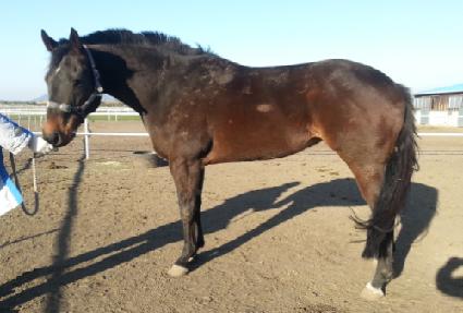 ����ƶ�� ����