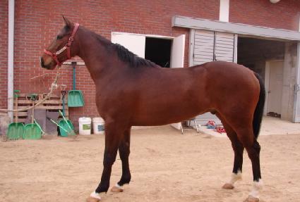 �������屺 ����