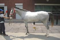 ���縮�� (OPHELIA) ����