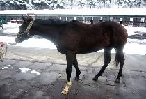 �Ŀ��÷��� (POWER PLUNGER) ����