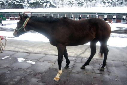 �Ŀ��÷��� ����