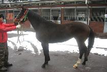 �׷�����Ƽ (GRAND PARTY) ����