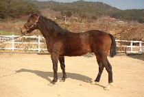 ������� (MODERN BOY) ����