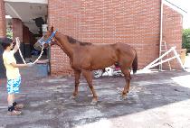 �κ�׷��̽� (ROBIN GRACE) ����