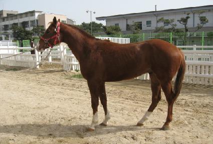 ��ģ�¾� ����