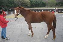 ����� (BIG BROTHER) ����