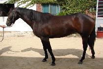 �����¾� (GASOK TAEYANG) ����