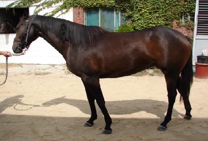 �����¾� ����