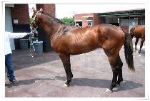 �ָ� (JUMONG) ����