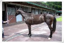 ����Ĺ���� (BLACK CAT DANCIN��) ����