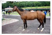 ���ܽ��Ƹ��� (STEP��S ARMADA) ����