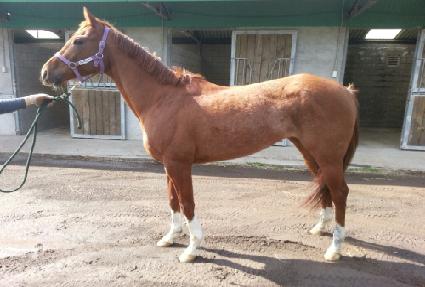 ���Ϸ�Ʈ��� ����