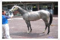 ĳ�������̵� (CASTLE PRIDE) ����