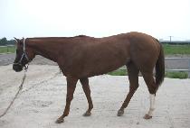 ǻ���ĺ�Ʈ�� (FEW N FAR BETWEEN) ����