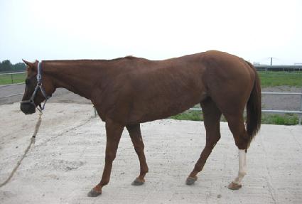 ǻ���ĺ�Ʈ�� ����