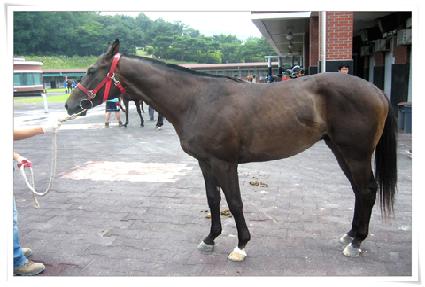 ����ŷ�� ����