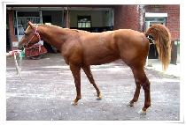 ���̸������̾� (IRISH FIRE) ����