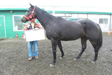 ���̾Ƹ����� ����