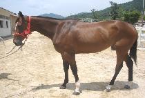 ������� (DANGDAE JEAP) ����