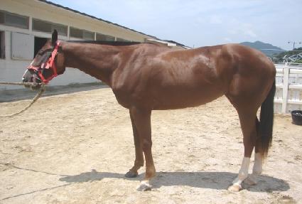 �鸮�� ����