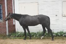 �۷θ�ĸƾ (GLORY CAPTAIN) ����