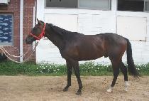 ���è�� (MODERN CHAMP) ����