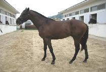 ����Ƽ���ڵ� (DUSTY��S CODE) ����