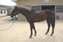 �������ҷ� (SUNSHINE HALO) ����