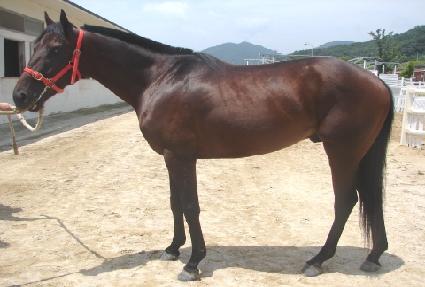 �鸮���� ����