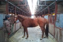 Ž������ (TAMNA TAEHU) ����