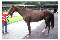 ī�ó����� (CASSINA WONDER) ����