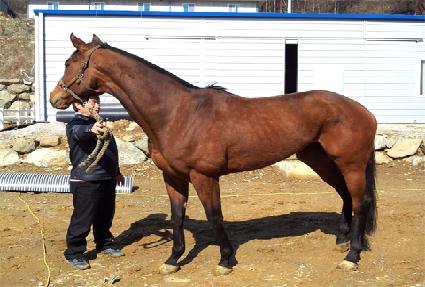 ���׽�ī�� ����