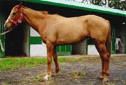 �ο����̾� ����