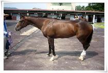 �ƴ�� (ADAM ONE) ����